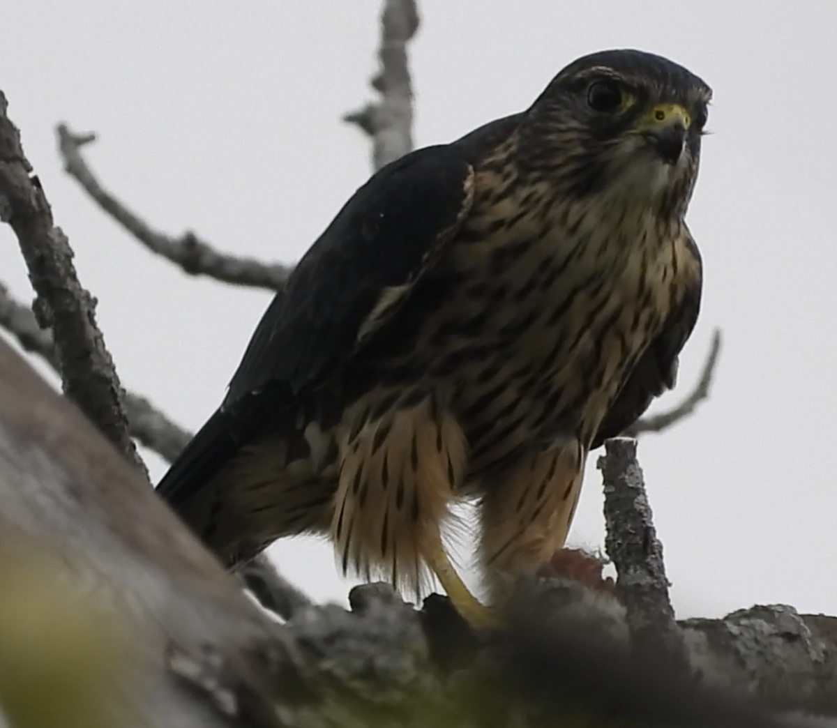 Merlin - ML642867043