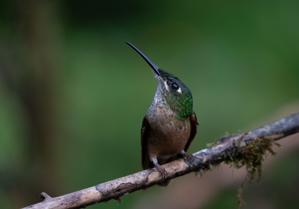Fawn-breasted Brilliant - ML642867052