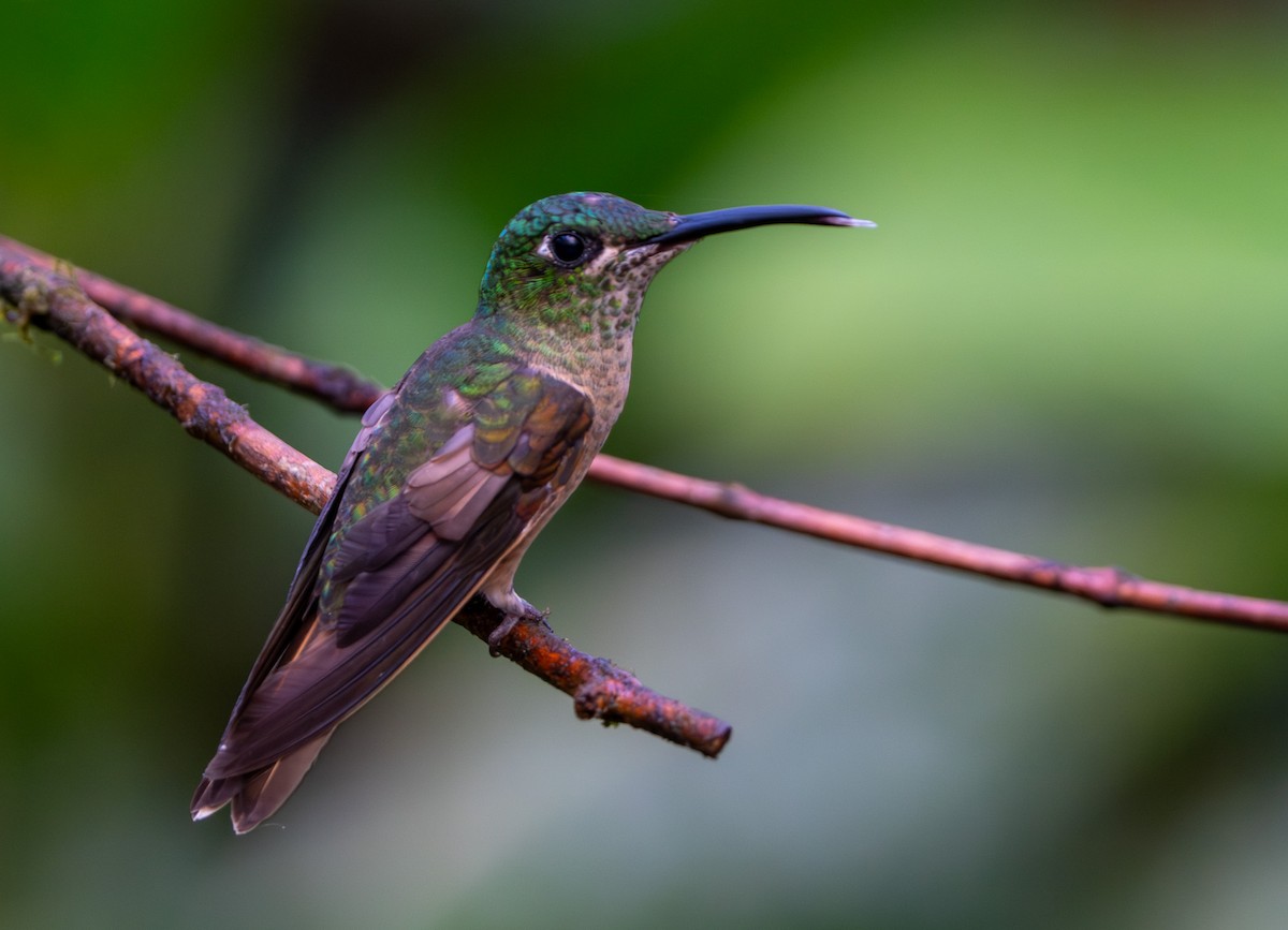 Fawn-breasted Brilliant - ML642867053