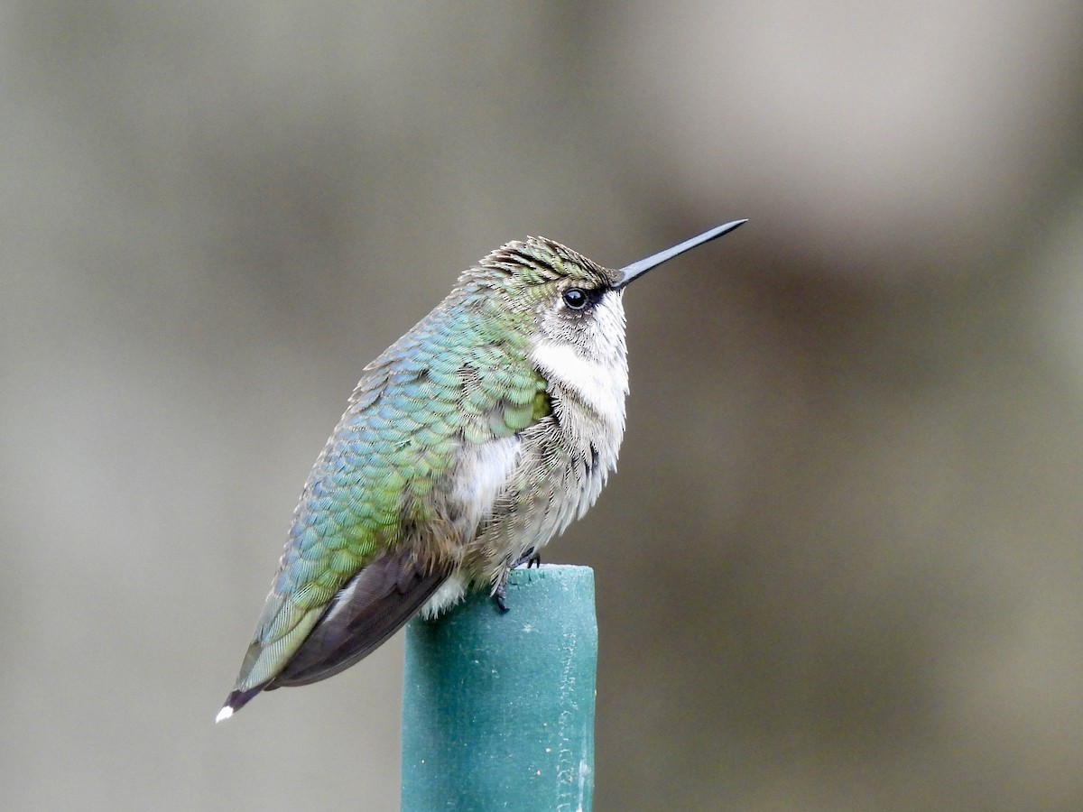 Ruby-throated Hummingbird - ML642867054