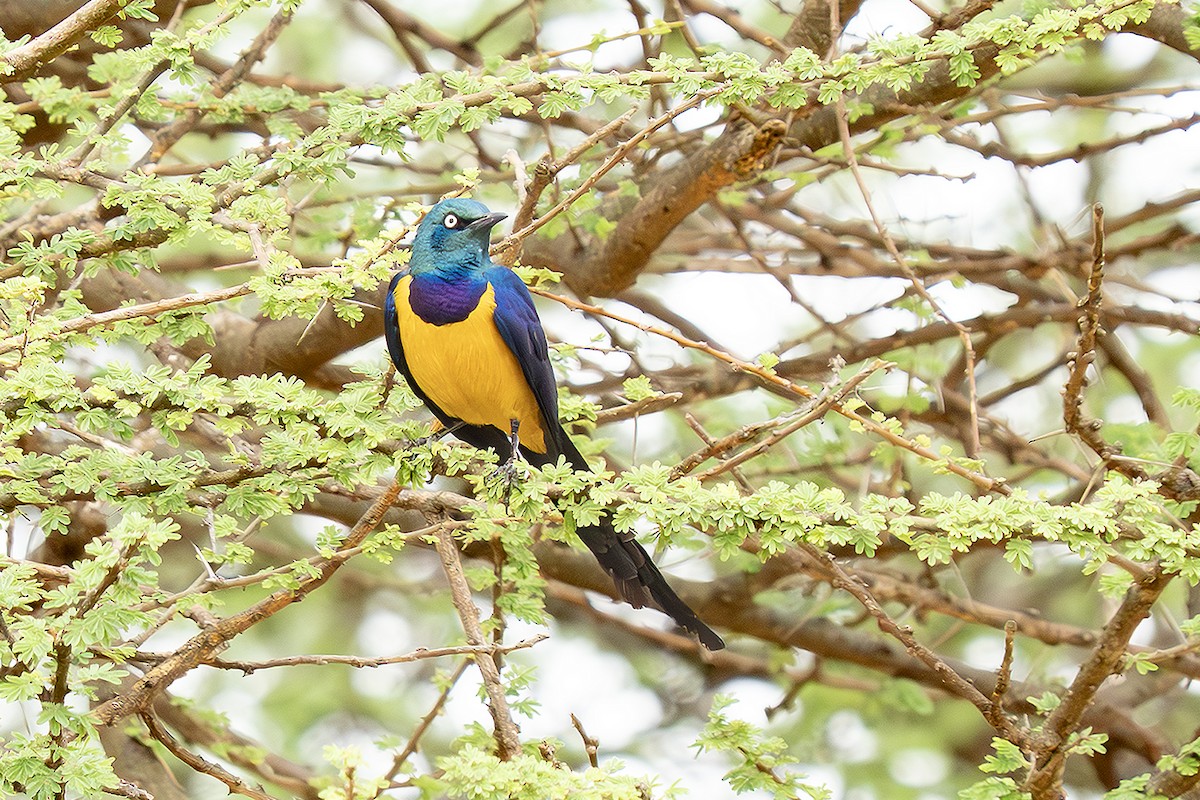 Golden-breasted Starling - ML642867073