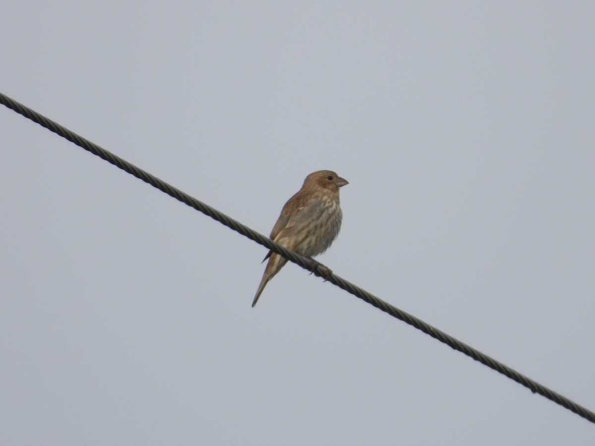 House Finch - ML642867074