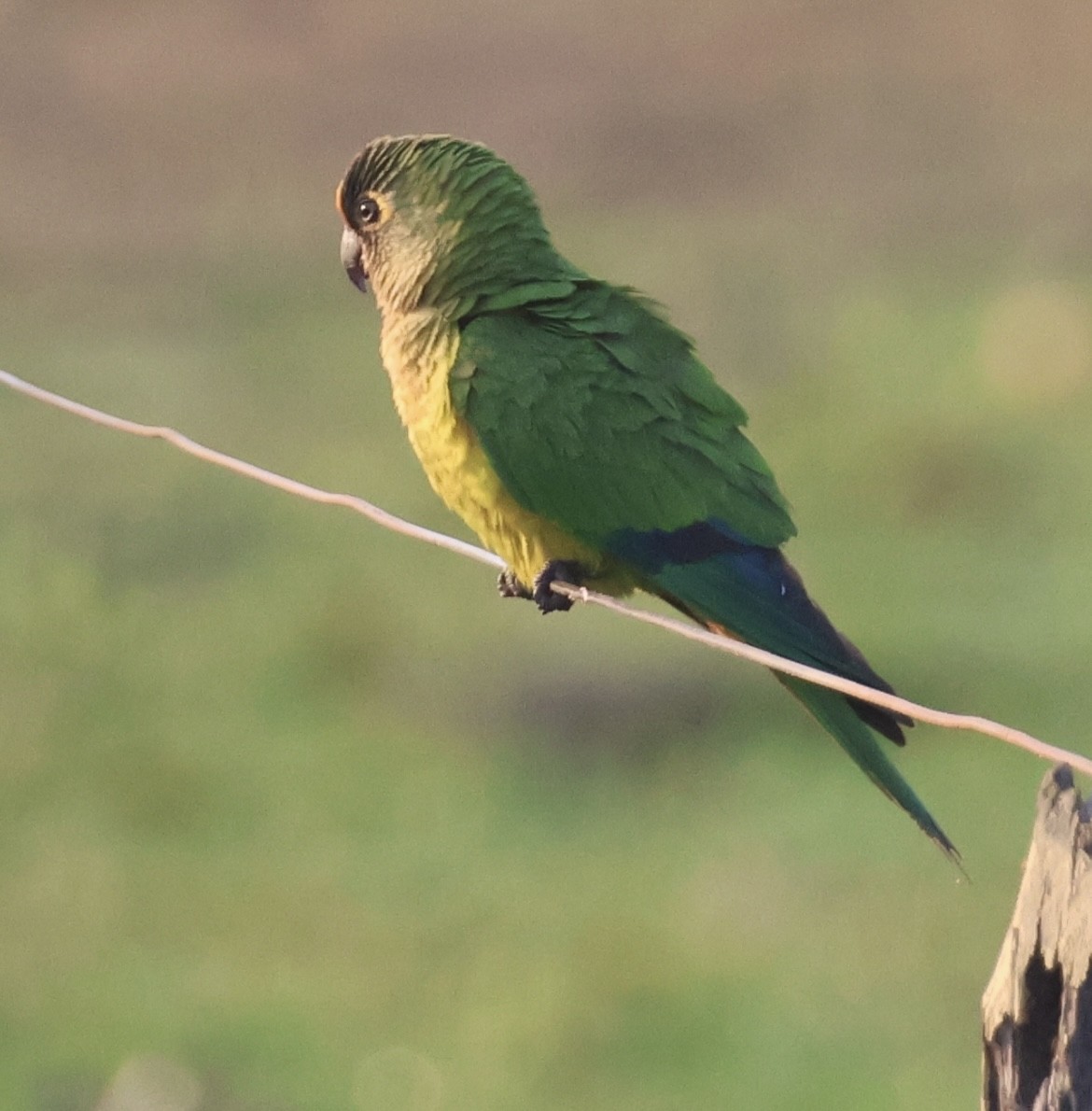 Peach-fronted Parakeet - ML642867077