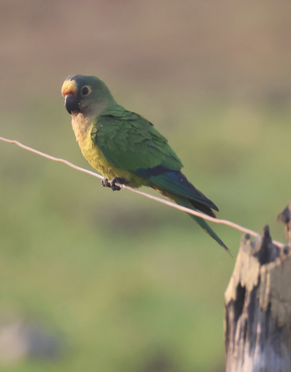 Peach-fronted Parakeet - ML642867078