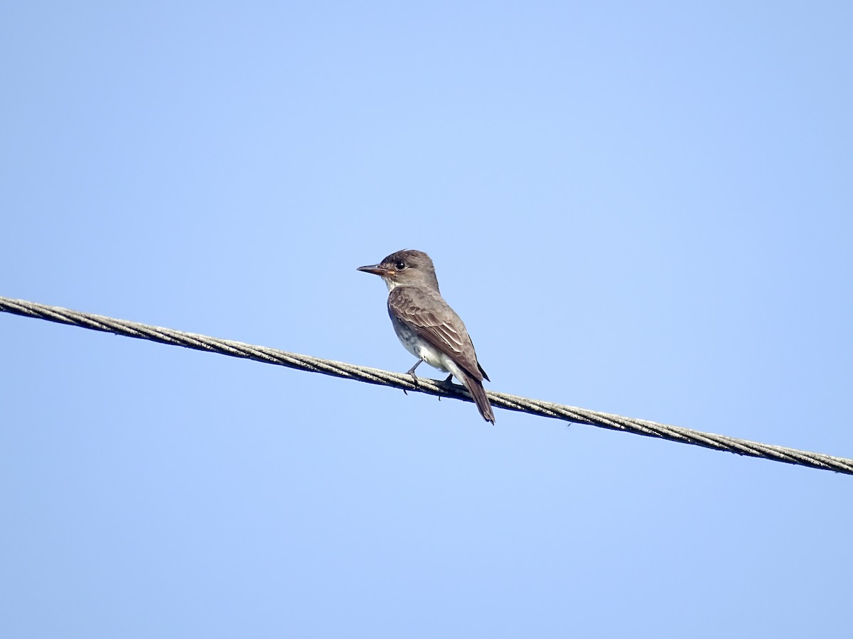 Olive-sided Flycatcher - ML642867080