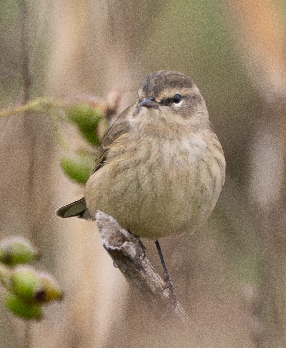 Palm Warbler - ML642867096