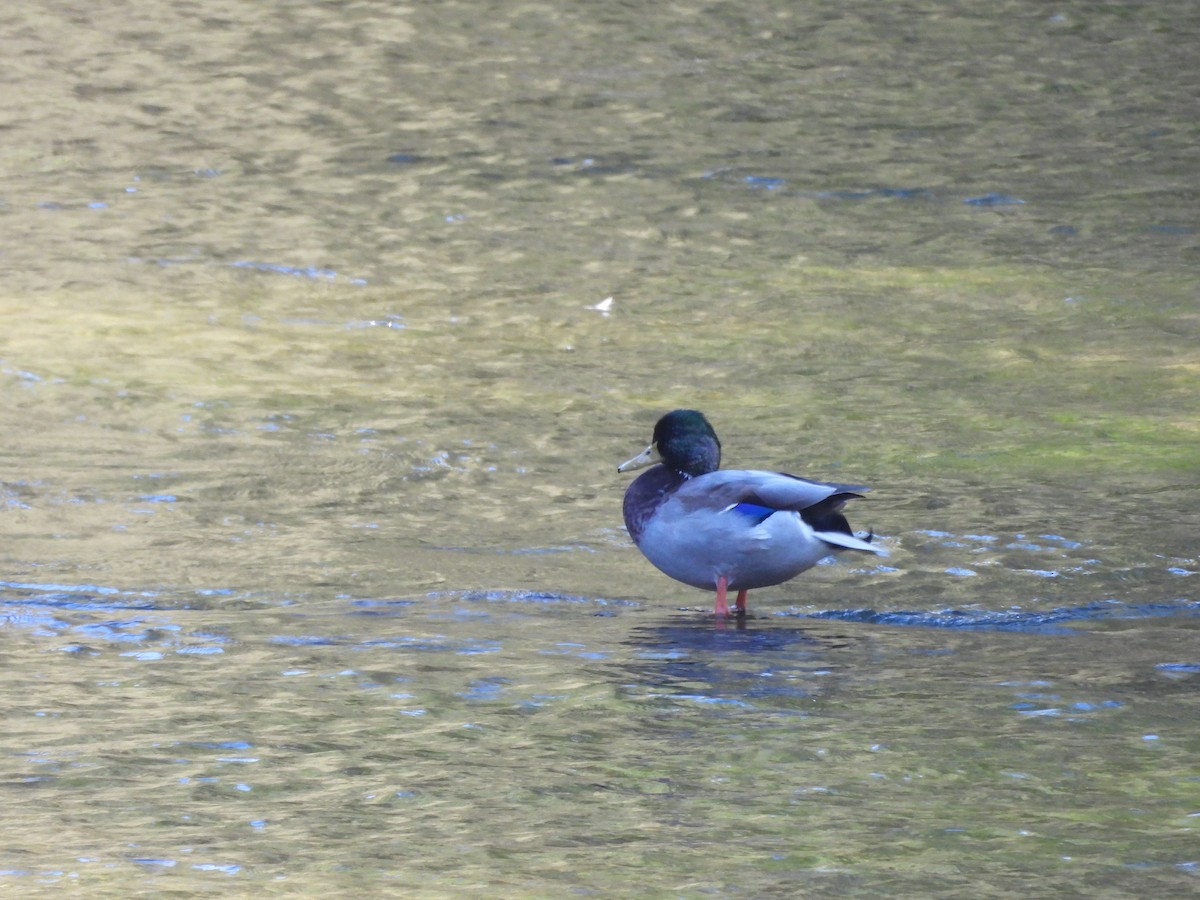 Mallard - ML642867099