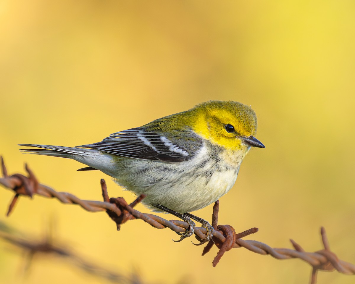 Black-throated Green Warbler - ML642867100