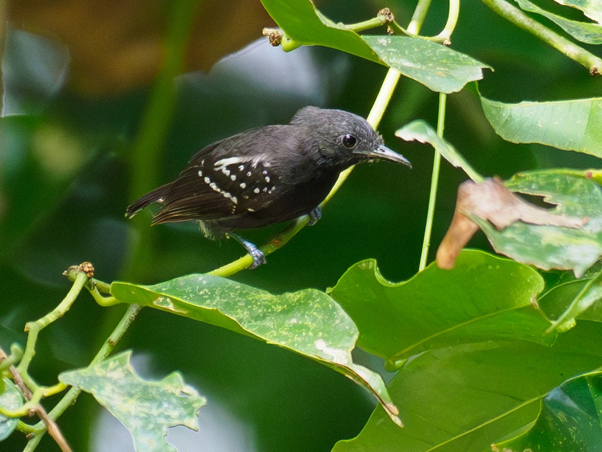 White-flanked Antwren - ML642867101