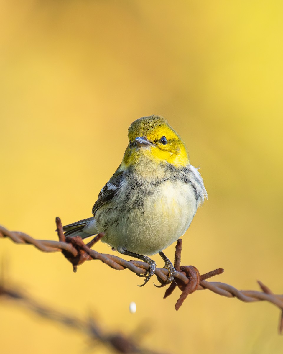 Black-throated Green Warbler - ML642867113