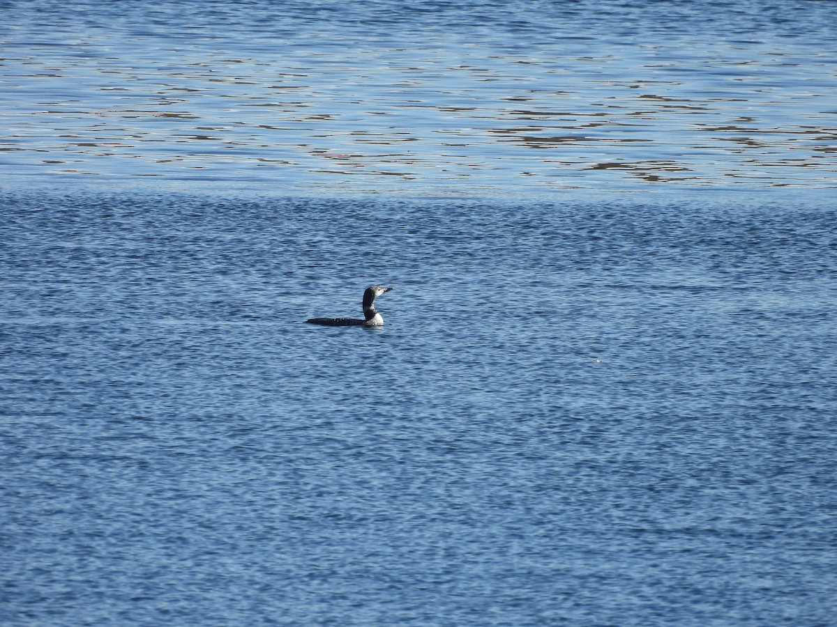 Common Loon - ML642867121
