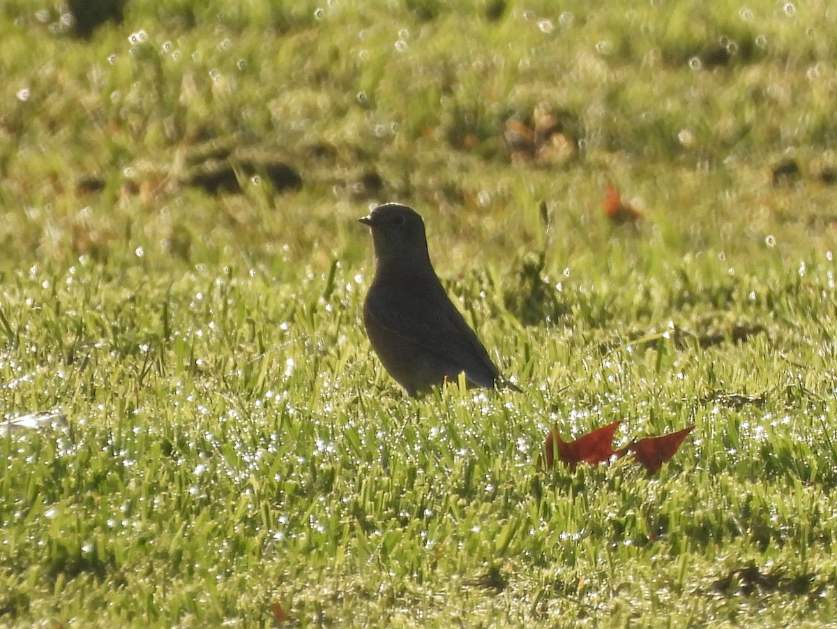 Western Bluebird - ML642867131