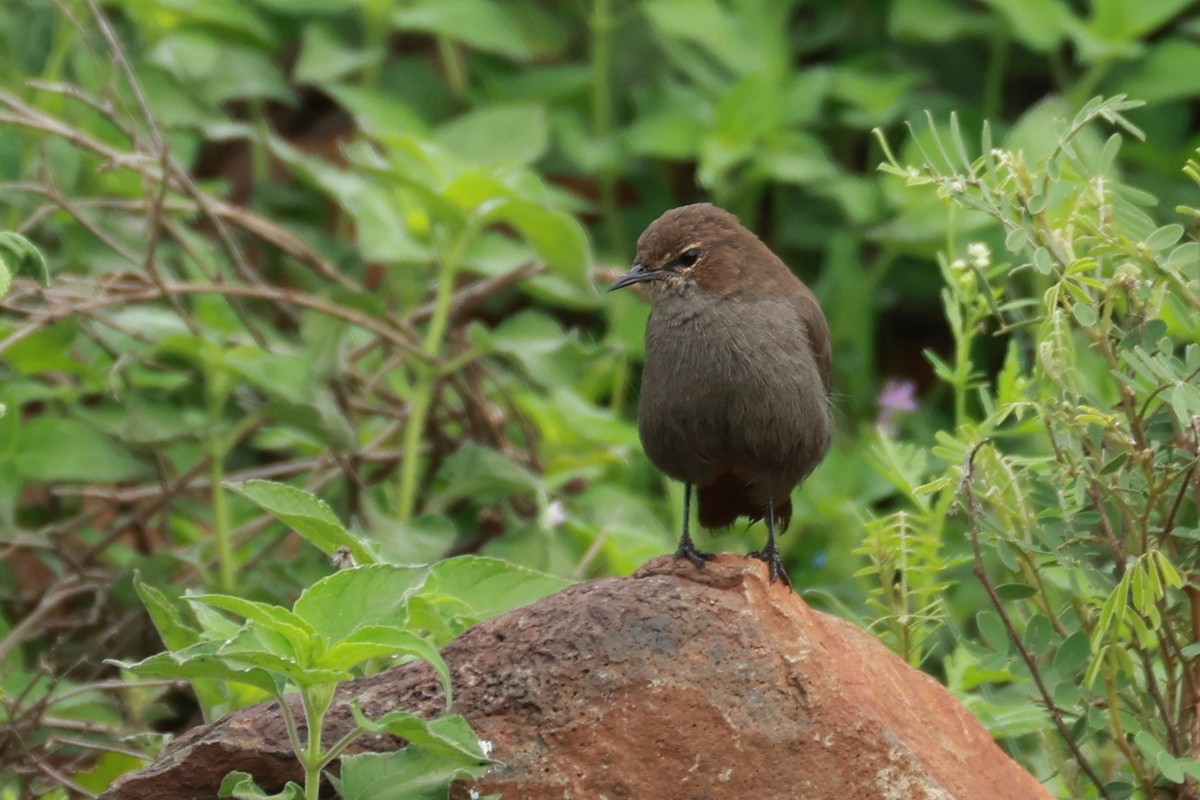 Indian Robin - ML642867133