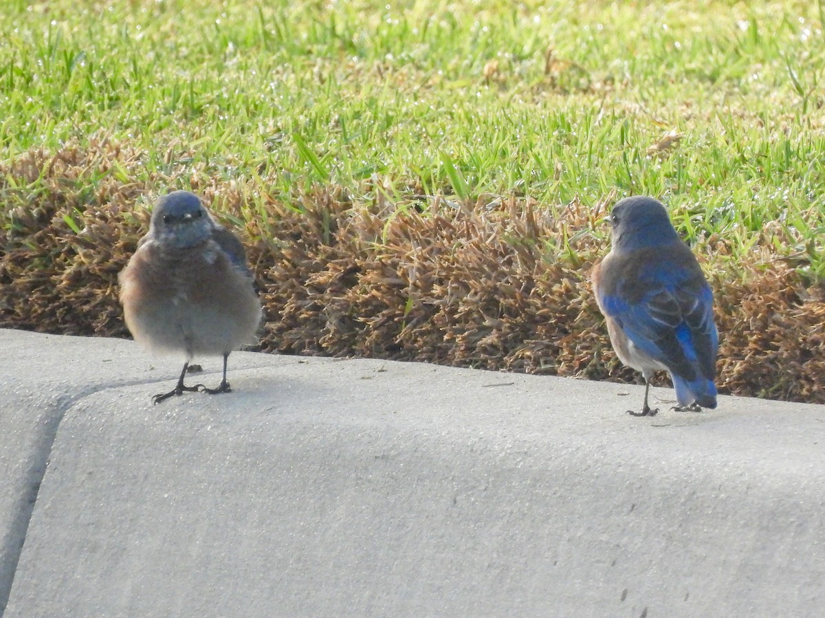 Western Bluebird - ML642867134