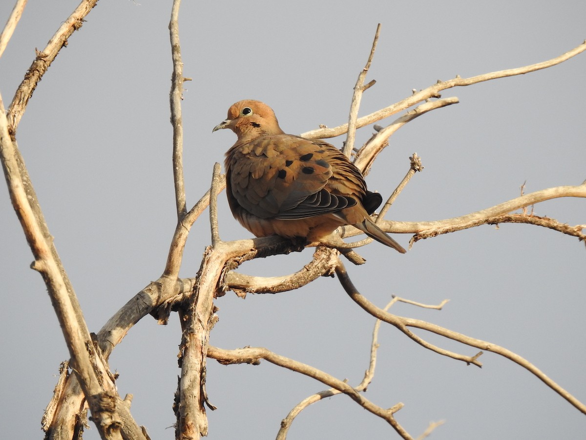 Mourning Dove - ML642867138