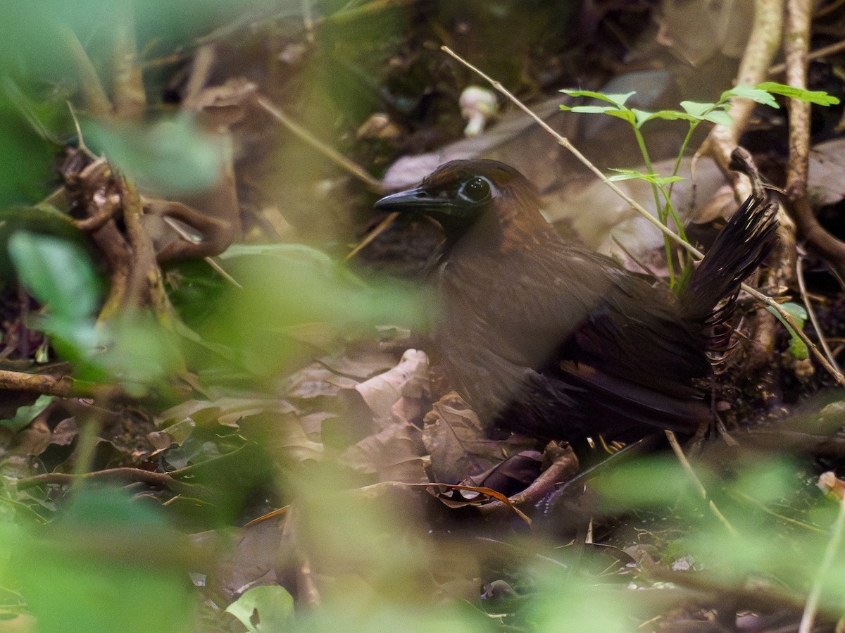 Black-faced Antthrush - ML642867149