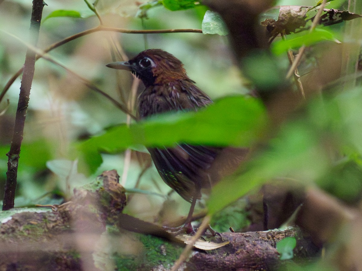 Black-faced Antthrush - ML642867150