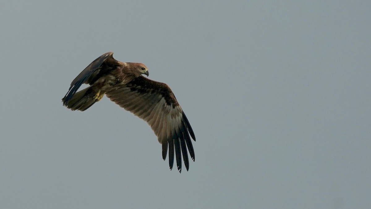 Brahminy Kite - ML642867163