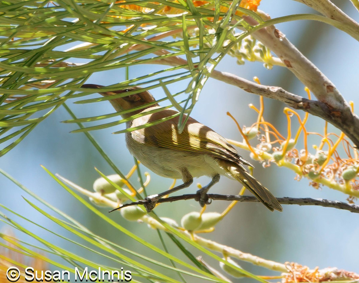 Brown Honeyeater - ML642867174