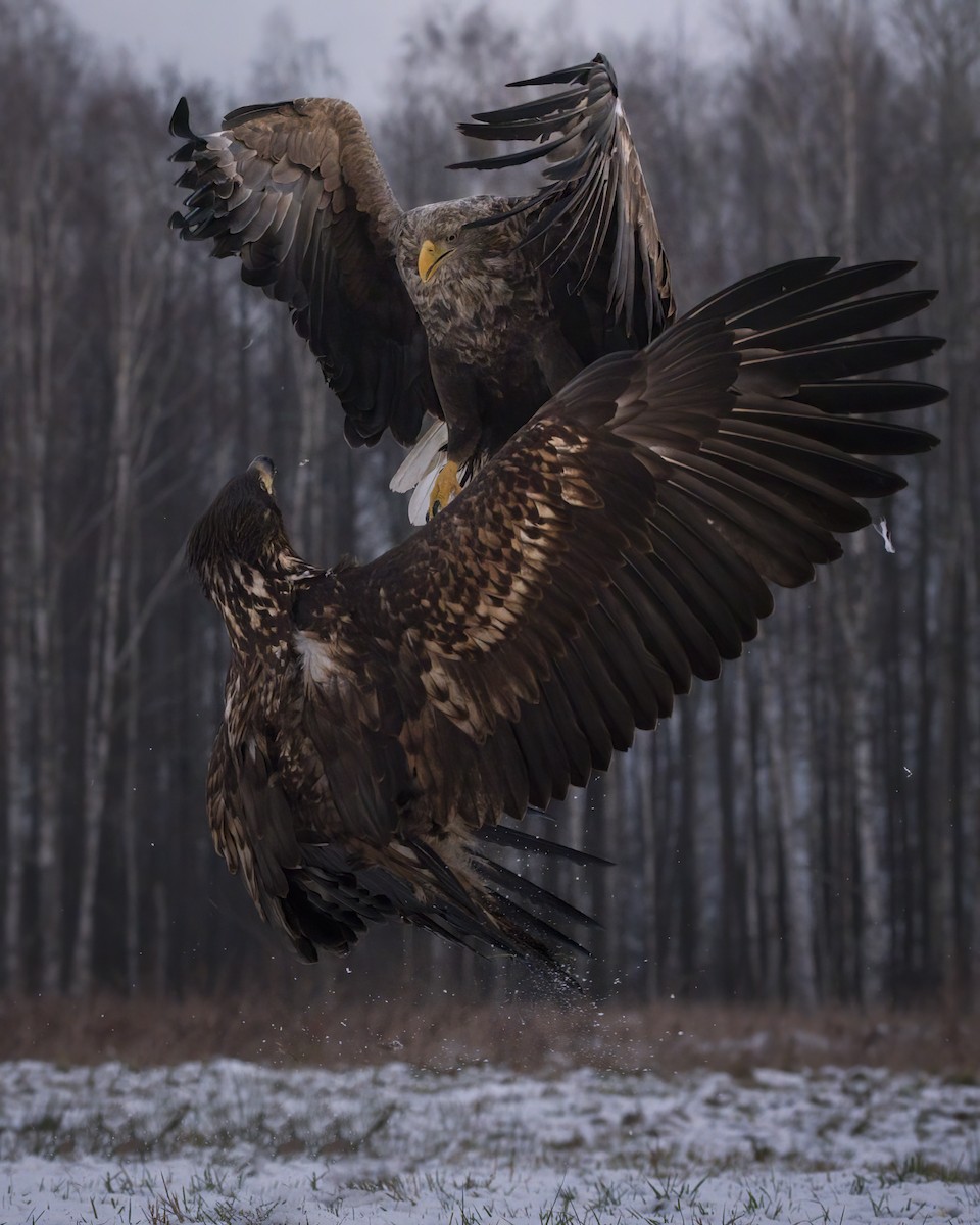 Цагаан сүүлт нөмрөг бүргэд - ML642867179