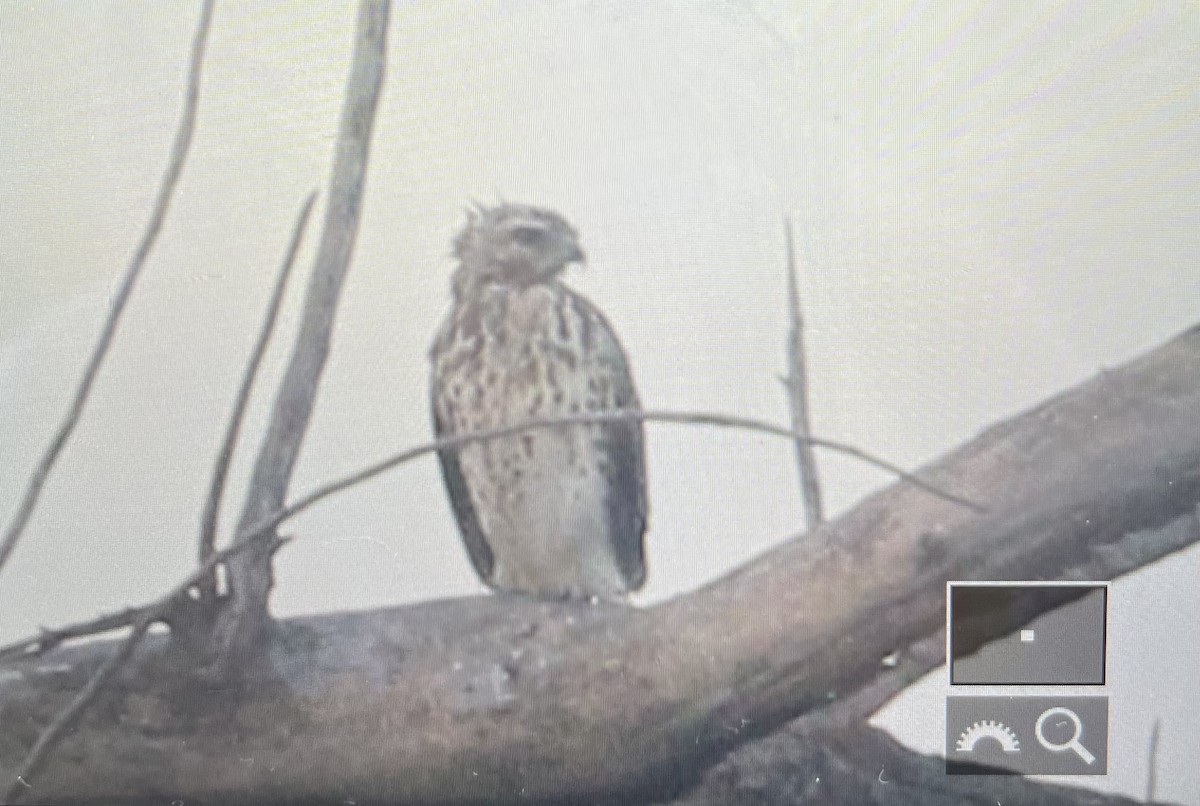 Buse à épaulettes (groupe lineatus) - ML642867181