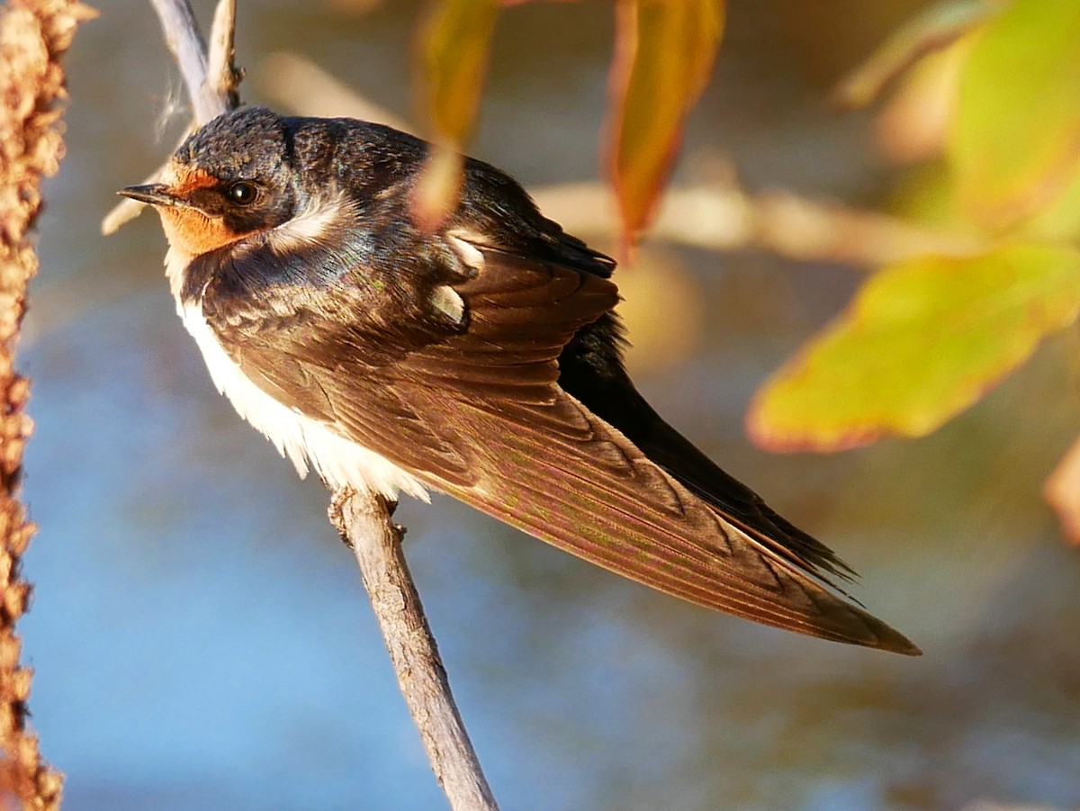 Hirondelle rustique - ML642867183