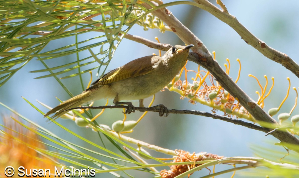 Brown Honeyeater - ML642867187