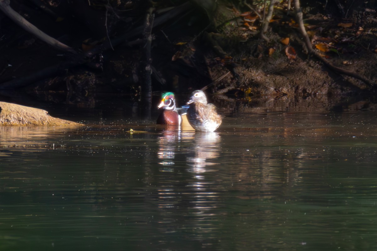 Brautente - ML642867188