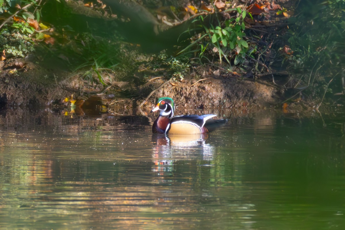 Brautente - ML642867190