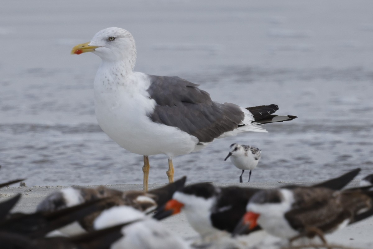 Lesser Black-backed Gull - ML642867191