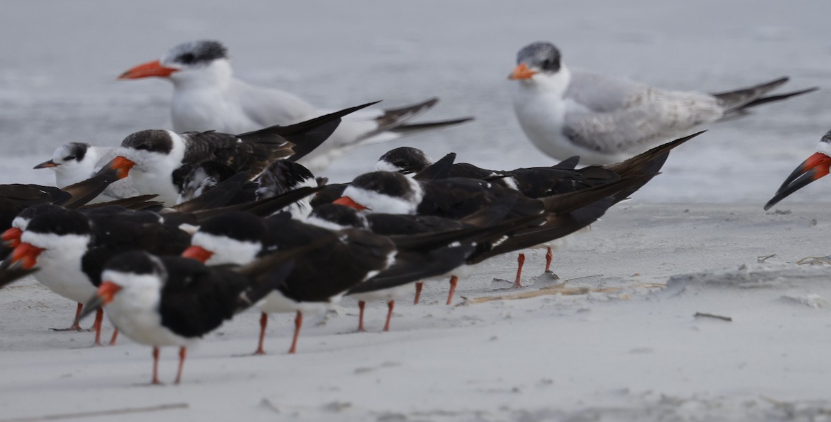 Caspian Tern - ML642867199