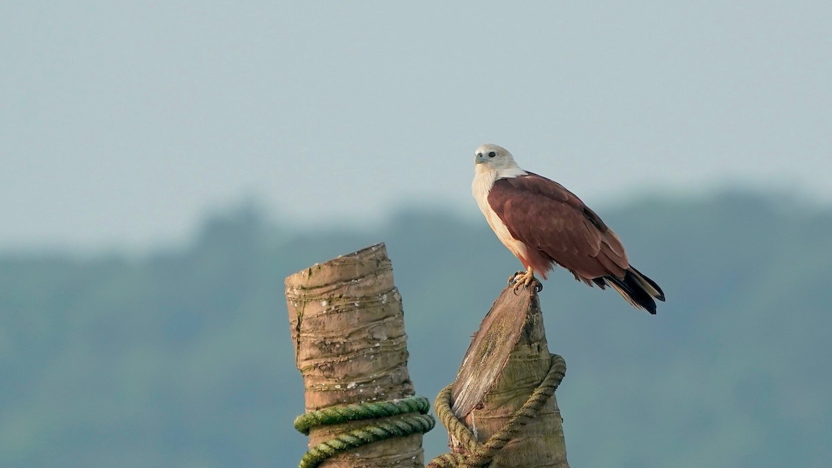 Brahminy Kite - ML642867207
