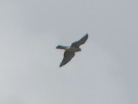 Sharp-shinned Hawk (Northern) - ML642867209