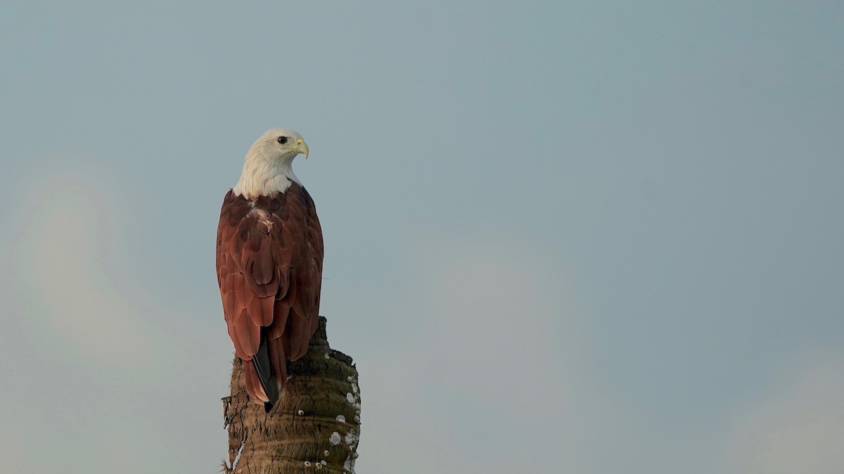 Brahminy Kite - ML642867211