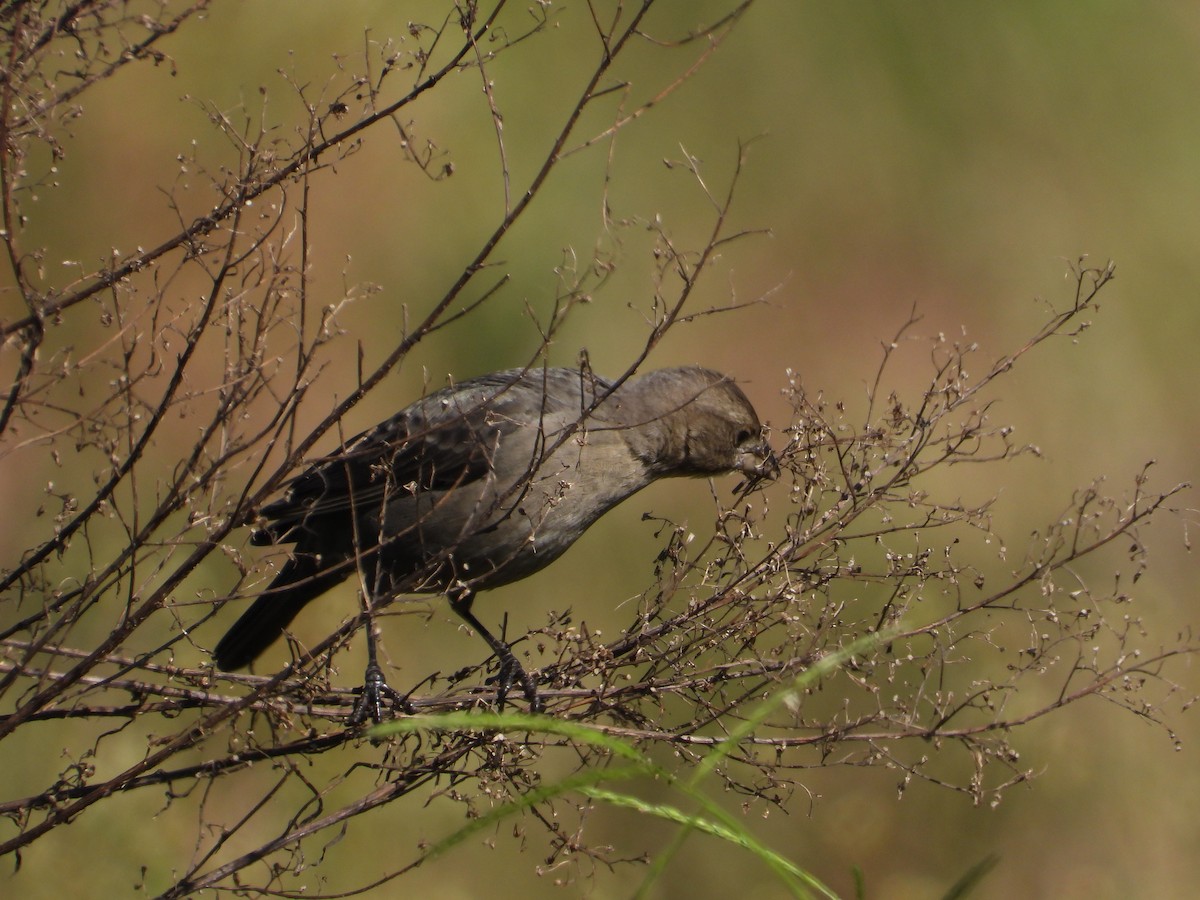 Brown-headed Cowbird - ML642867214