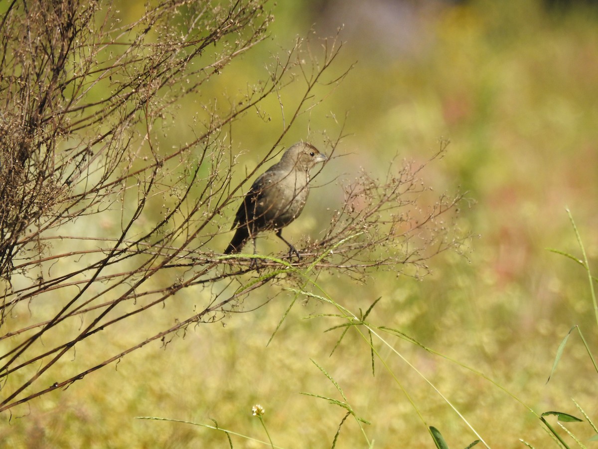 Brown-headed Cowbird - ML642867215