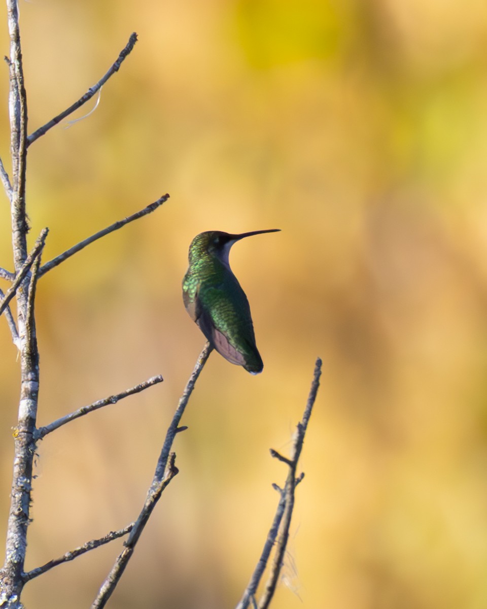 Ruby-throated Hummingbird - ML642867230