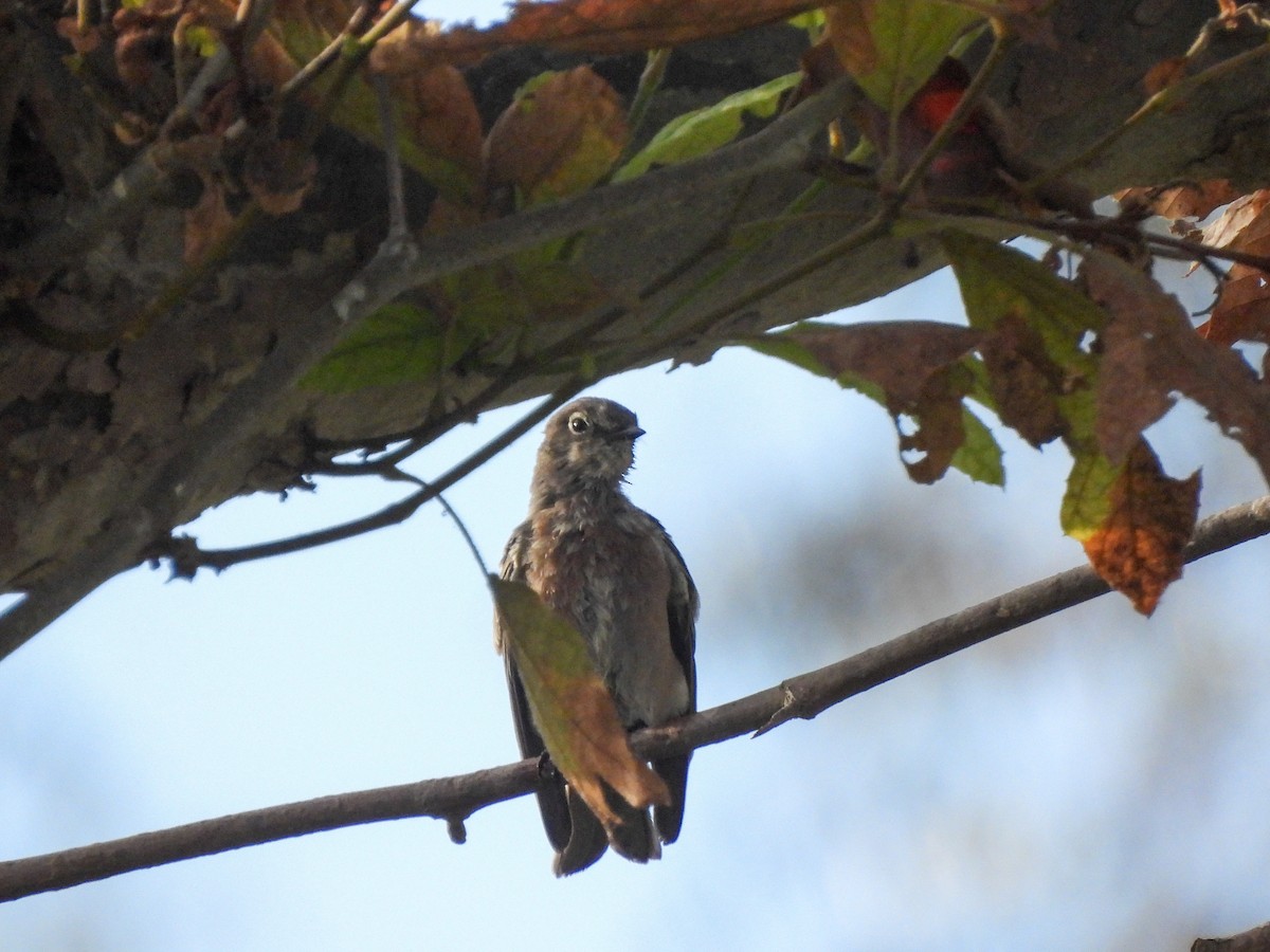 Western Bluebird - ML642867232