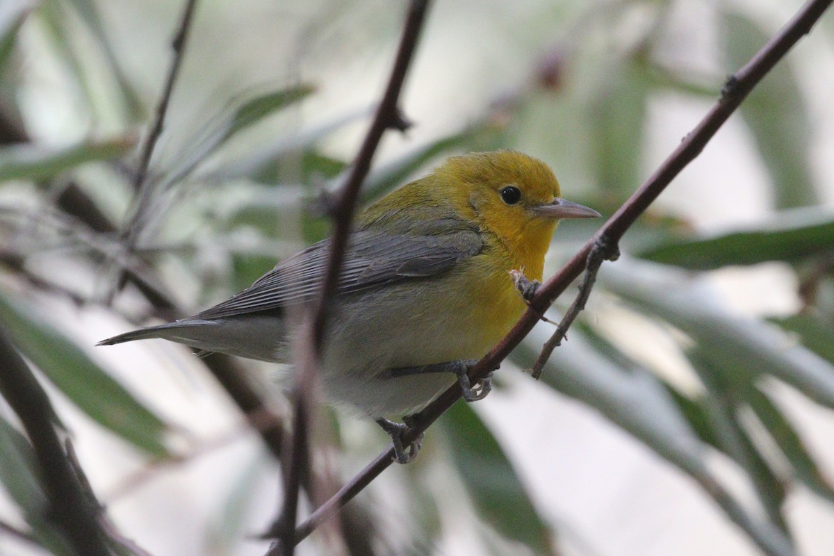 Prothonotary Warbler - ML642867238