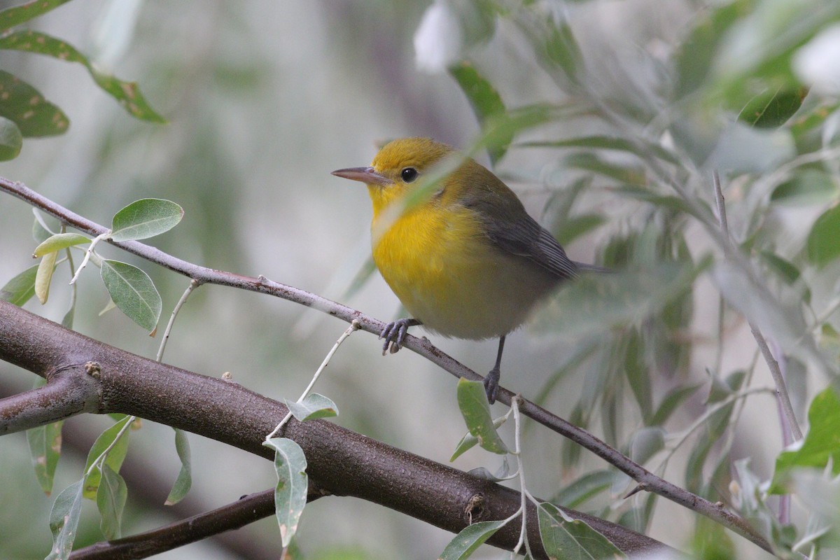 Prothonotary Warbler - ML642867239