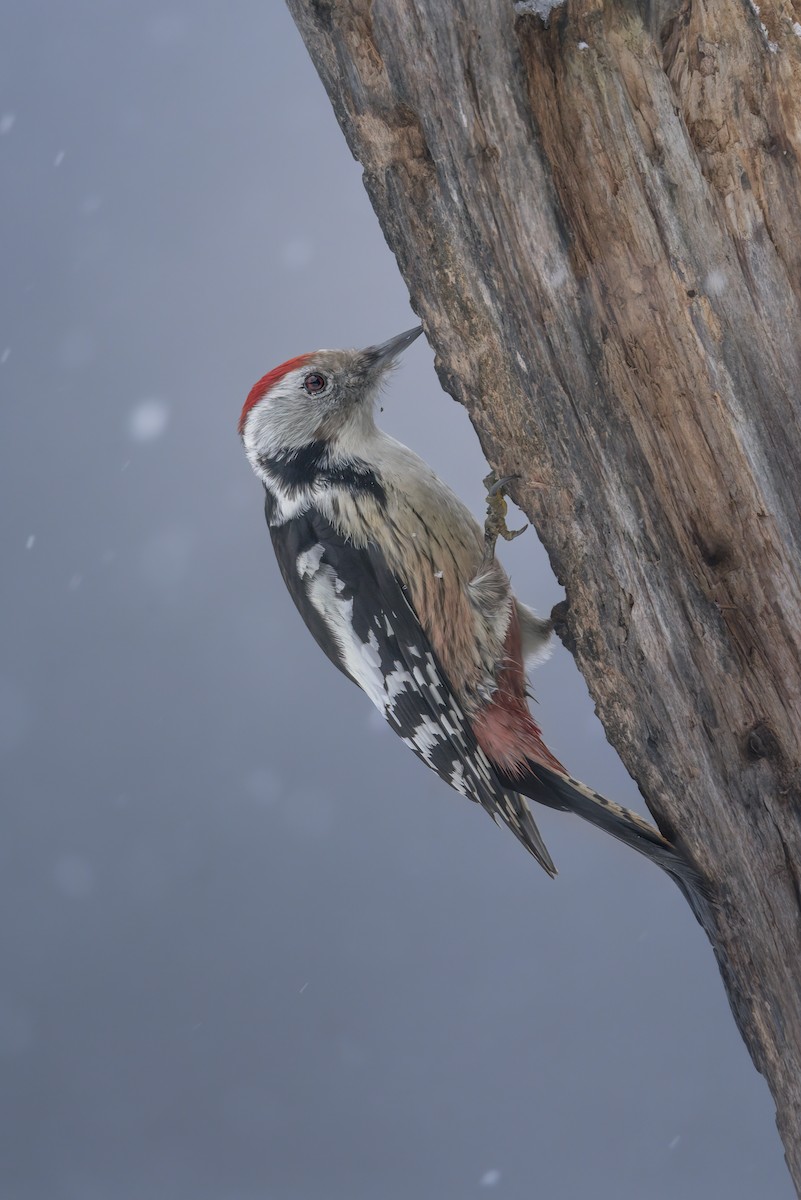 Middle Spotted Woodpecker - ML642867269