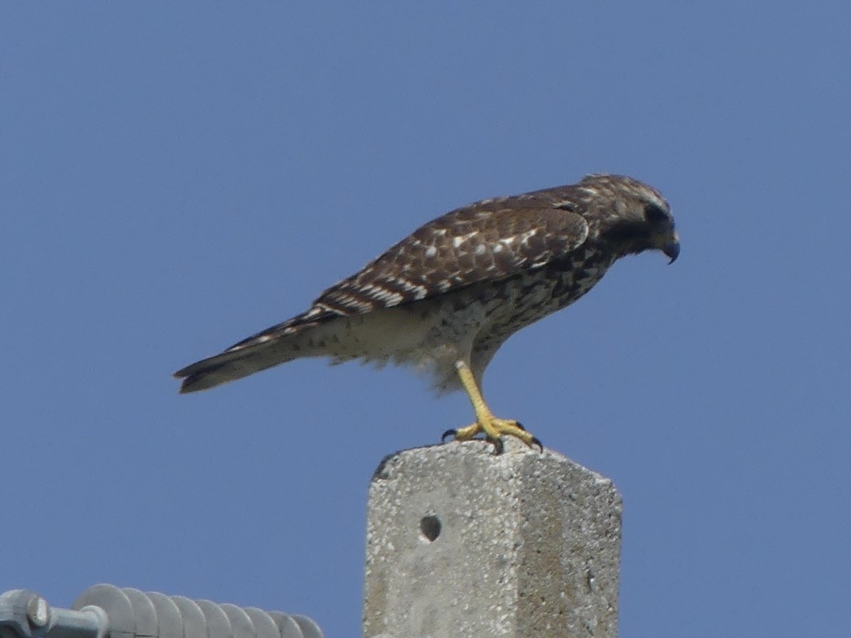 Buse à épaulettes (groupe lineatus) - ML642867272