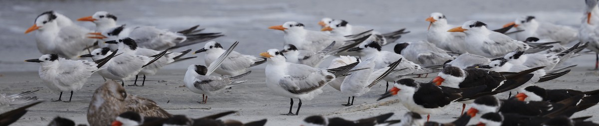 Sandwich Tern - ML642867273