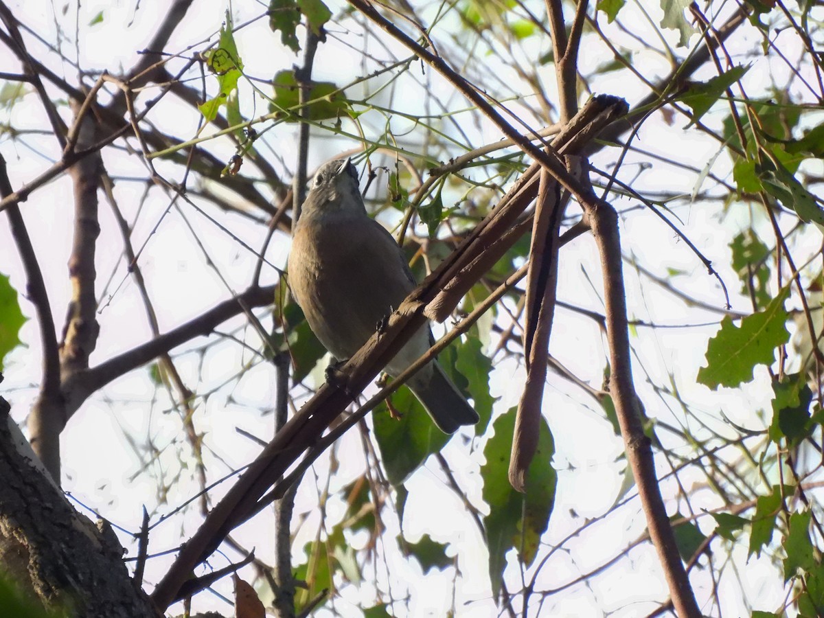 Western Bluebird - ML642867277