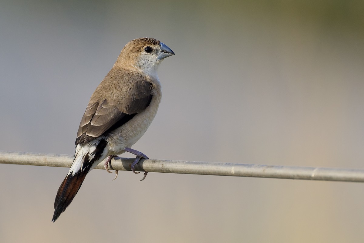 Indian Silverbill - ML642867283