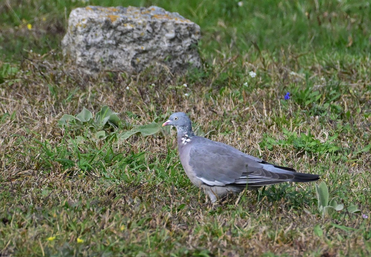 Common Wood-Pigeon - ML642867287