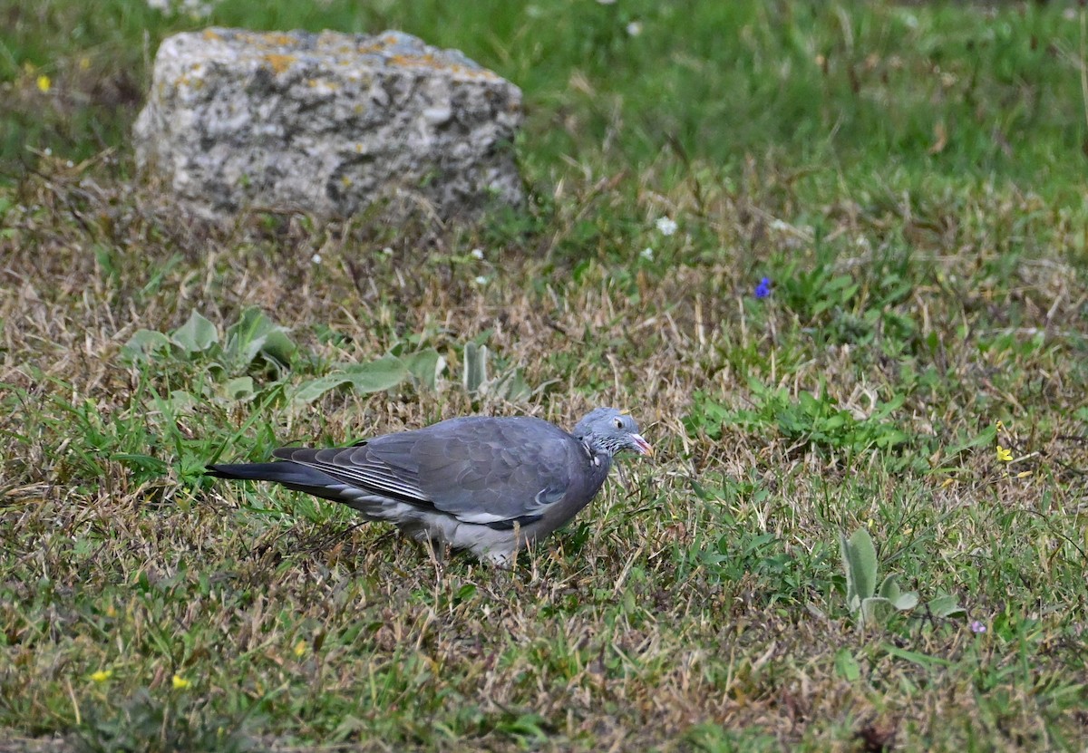 Common Wood-Pigeon - ML642867288