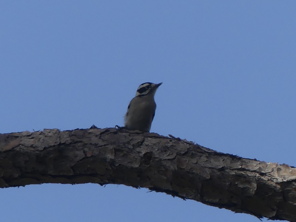 Downy Woodpecker (Eastern) - ML642867290