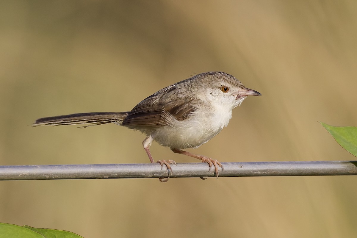 Delicate Prinia - ML642867291
