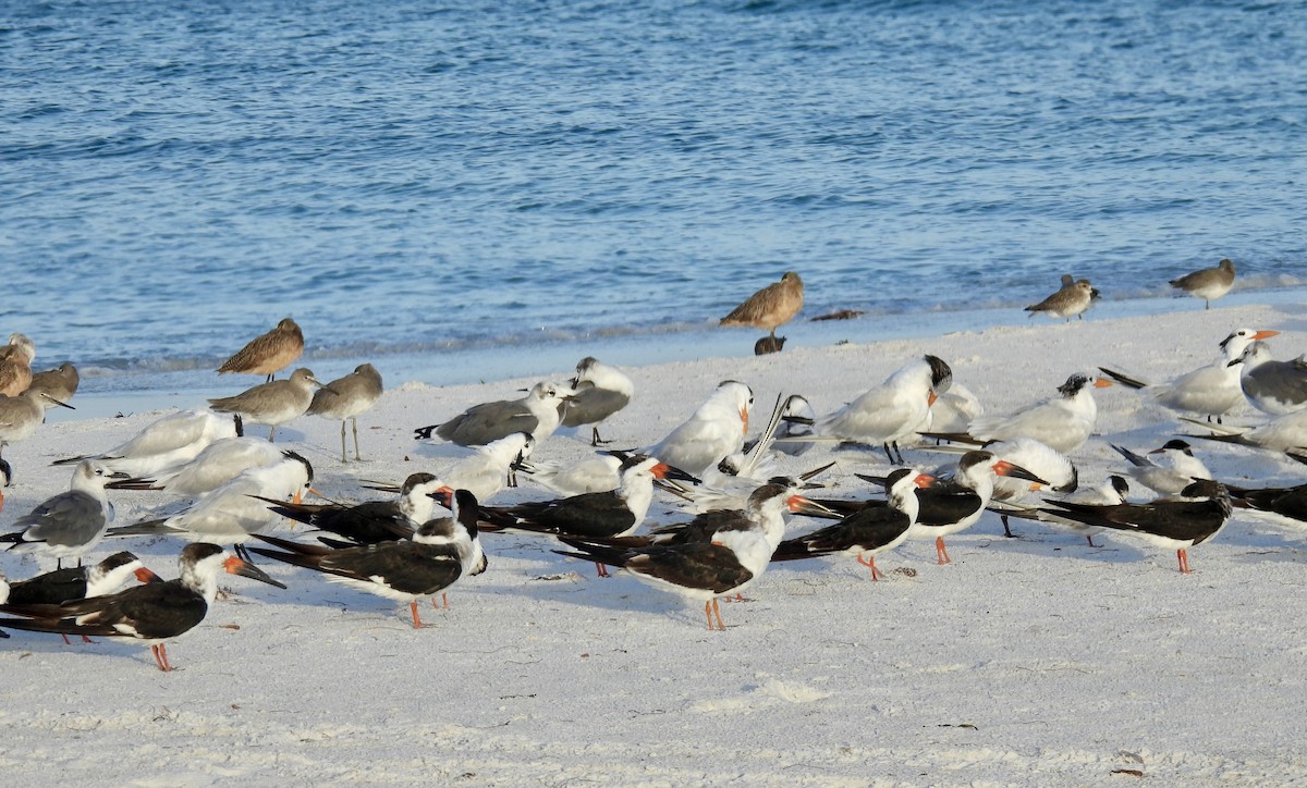 Black Skimmer - ML642867292